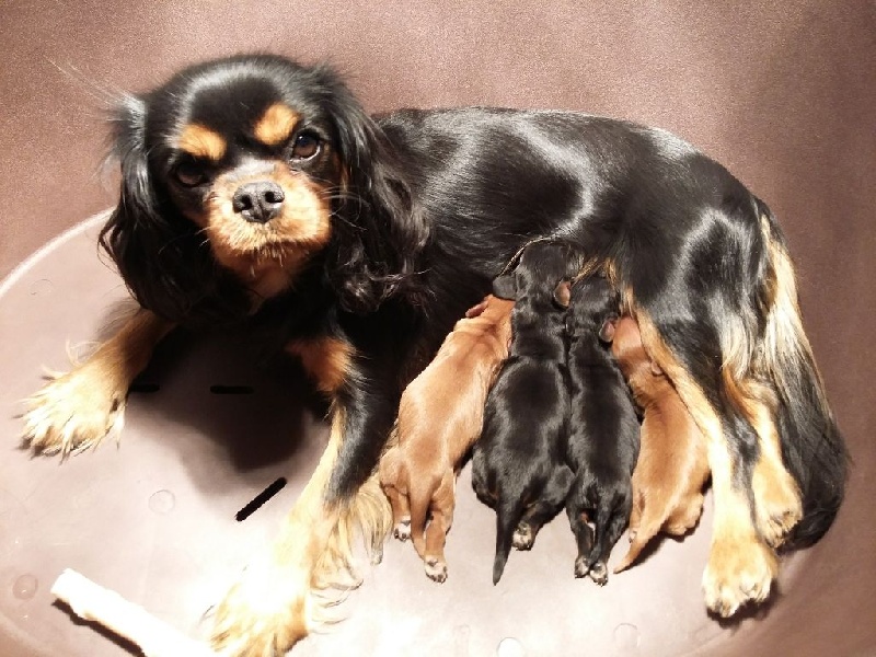 de La Tribu De Jao - Cavalier King Charles Spaniel - Portée née le 12/11/2015